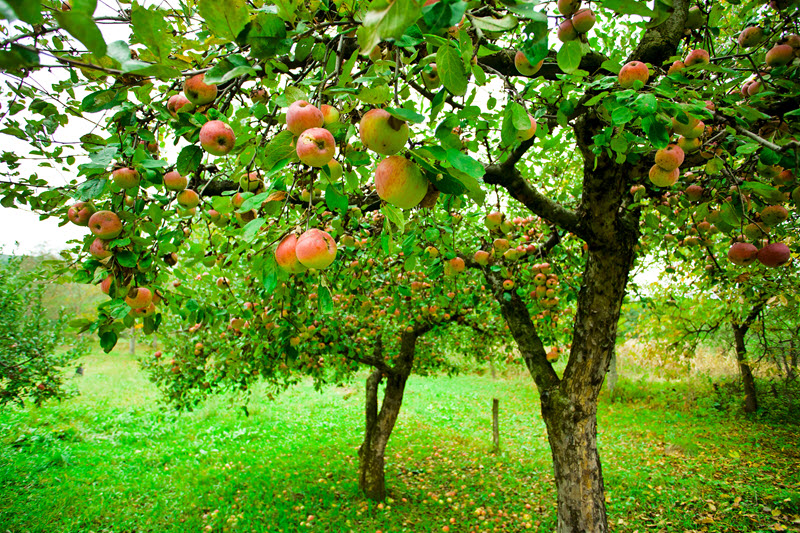 Ready-to-pick apples hang from trees in an apple orchard
