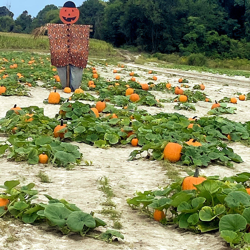 Clinton Sease Farm pumpkin patch scarecrow
