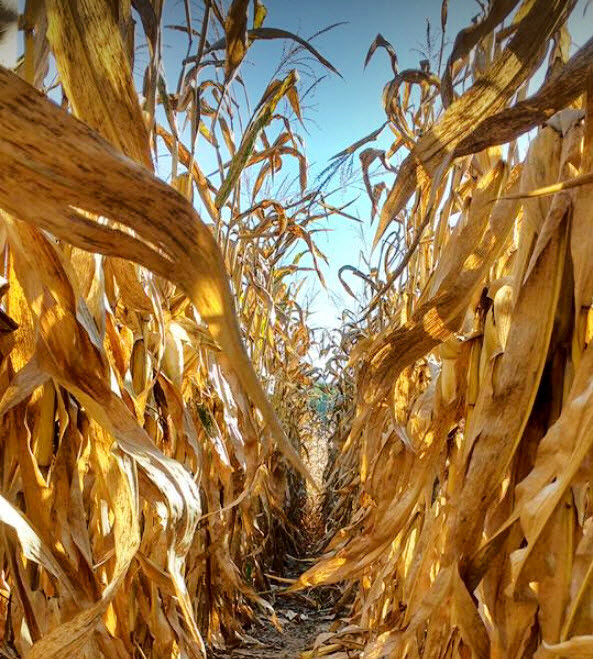 Golden stalks of corn in the fall