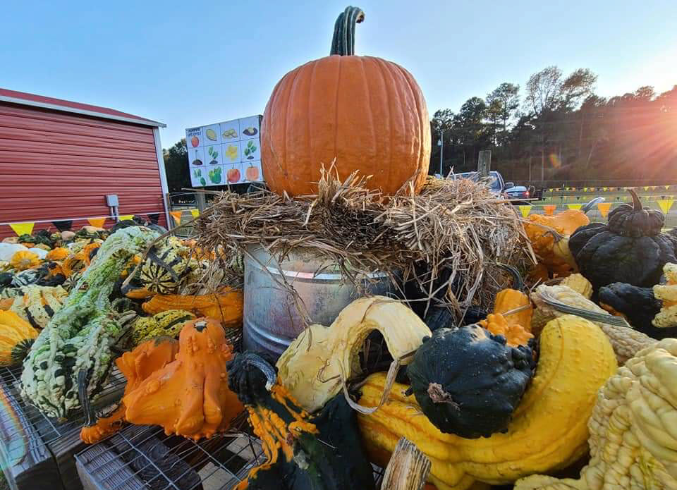 pumpkins and assorted gourds at Hubb's Farm