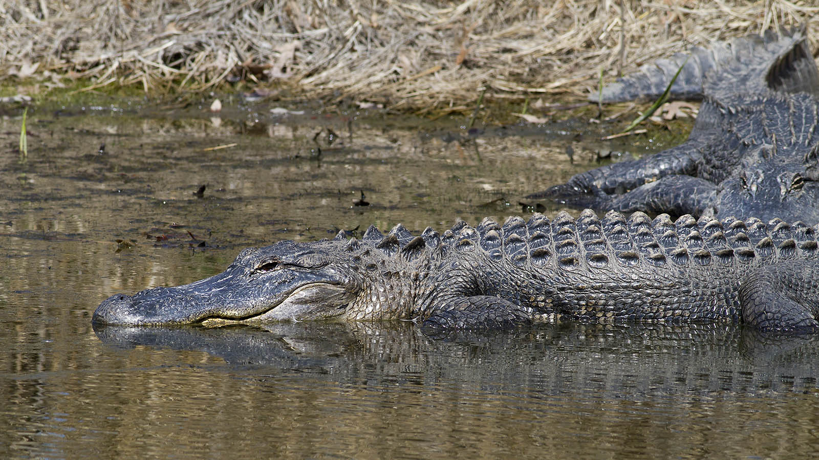 alligators in the ace basin on the bank of a river