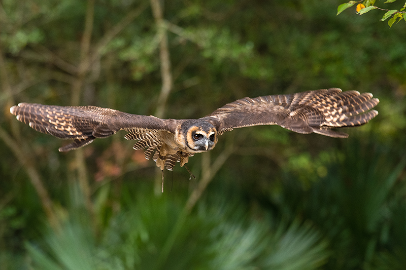 Center for Birds of Prey - Avian Conservation Center