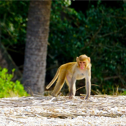 a monkey on Monkey Island