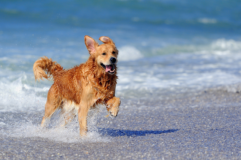 dog running in the surf