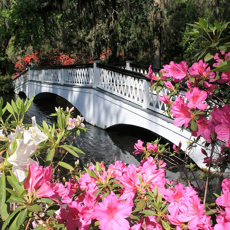 magnolia plantation bridge with azaleas