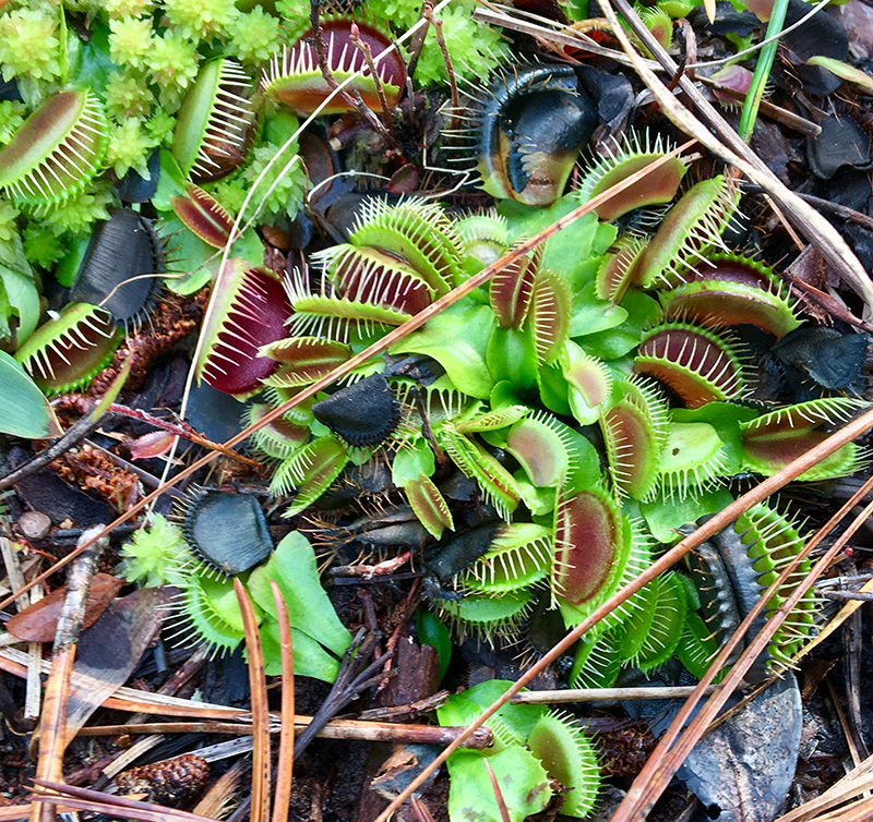 Venus flytraps along the trail