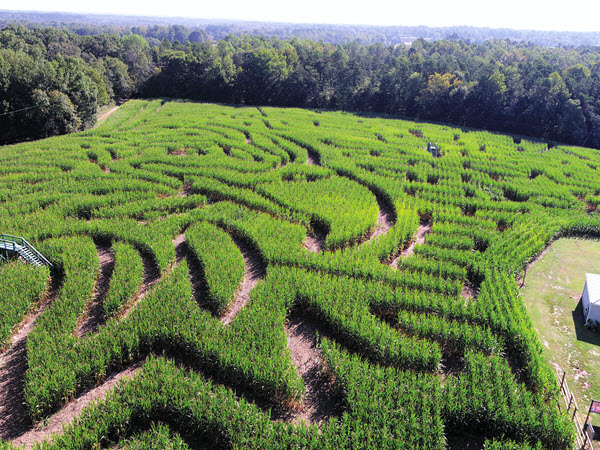 An elaborate corn maze at Kersey Valley