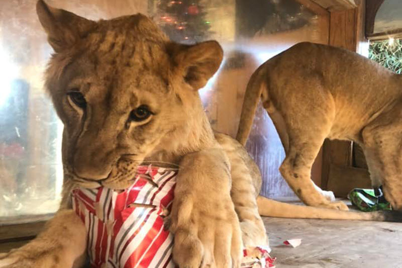 Lion cub opens a Christmas present