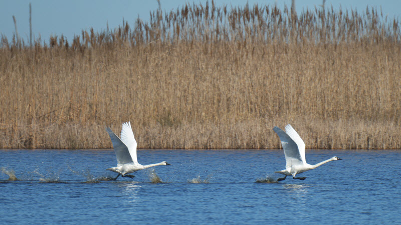 Swans take flight from Mackey's Island in the Currituck Wildlife Refuge