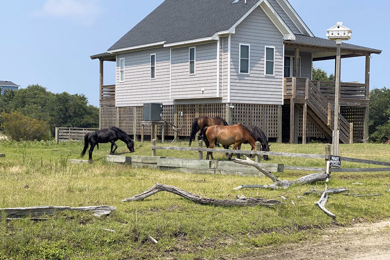 Wild horses graze next to house in Carova, NC