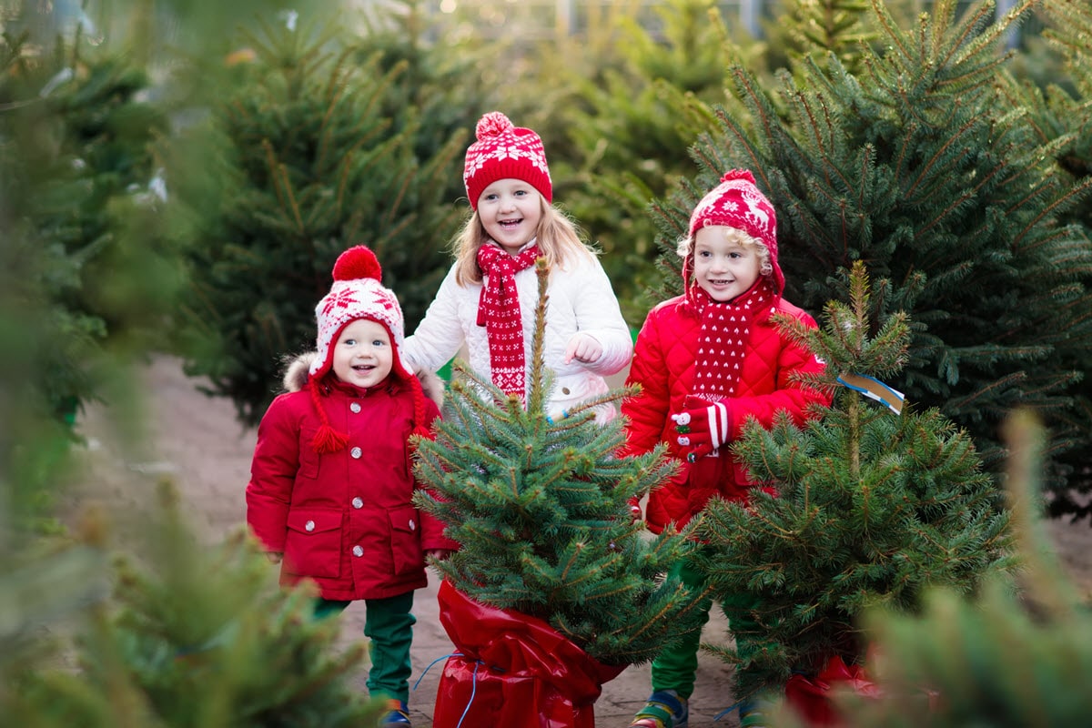 Sisters perusing NC Christmas tree farms for a tree
