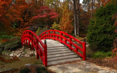 Life in Bloom: The 7 Most Beautiful Botanical Gardens in NC