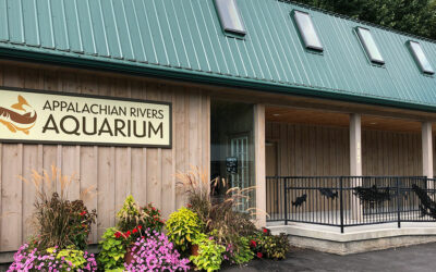 The Appalachian Rivers Aquarium: Is It Fun For Kids?