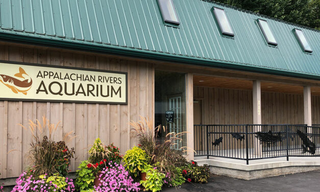 The Appalachian Rivers Aquarium: is it Fun for Kids?