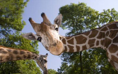 South Carolina’s 8 Best Attractions for Animal Lovers