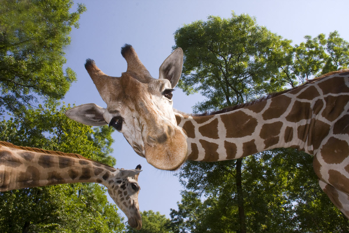 South Carolina’s 8 Best Attractions for Animal Lovers