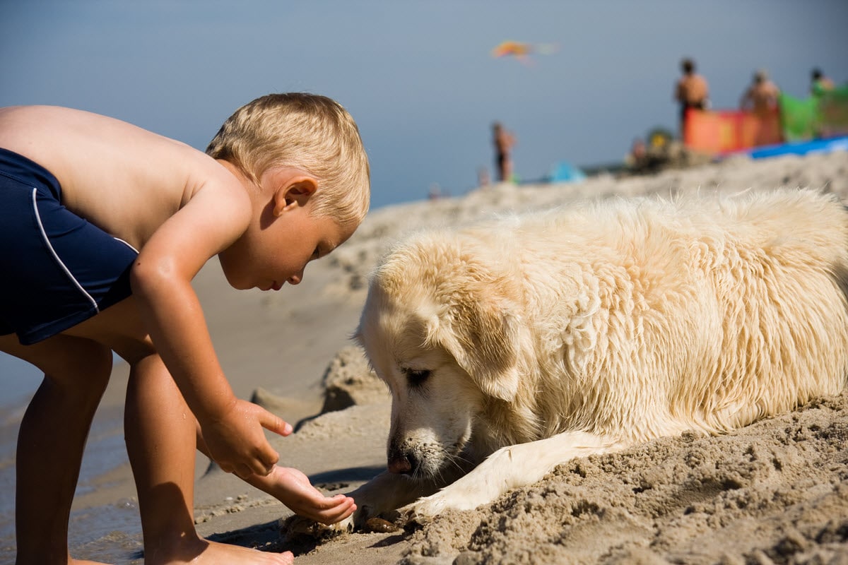 boy plays with dog on the beach