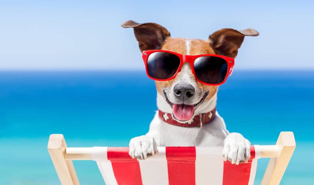 Top 5 DogFriendly Beaches in North Carolina Carolina Traveler