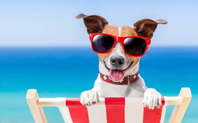 Top 5 Dog-Friendly Beaches in North Carolina