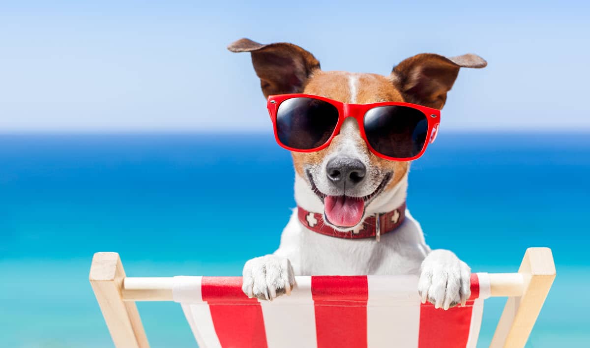 Top 5 Dog-Friendly Beaches in North Carolina