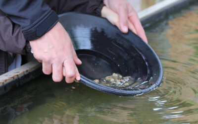 Find Hidden Gems: Weekend Things To Do in Franklin