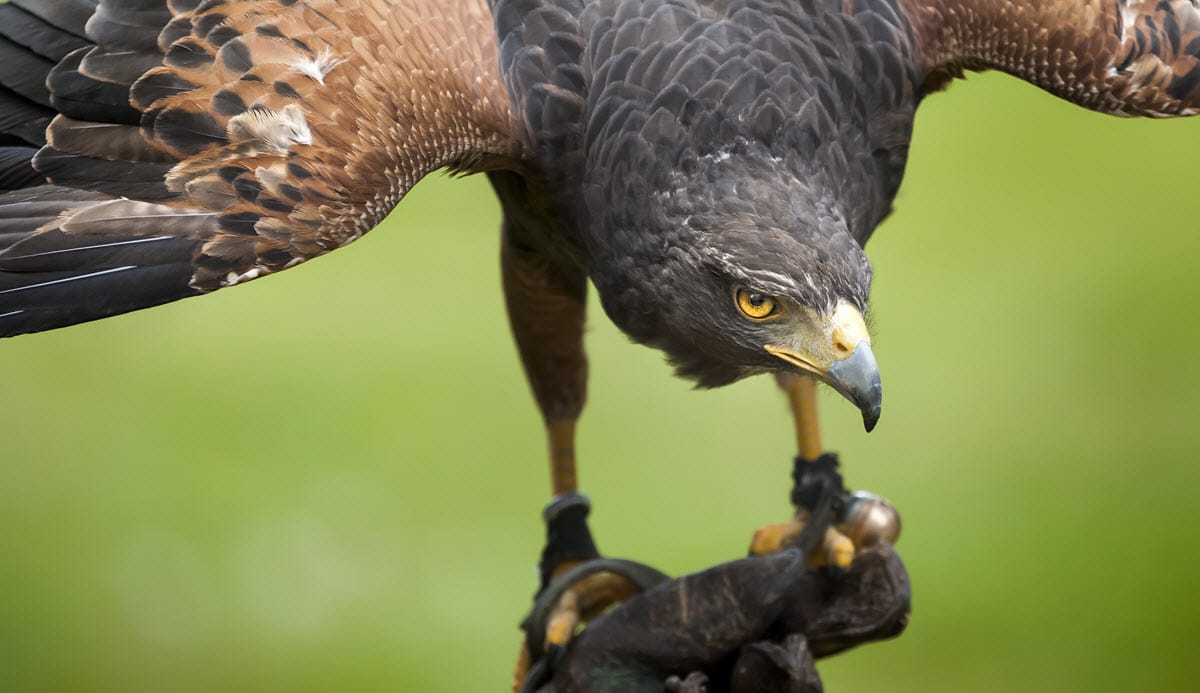 Handler holds a hawk