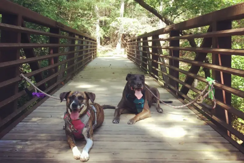 Two dogs on a bridge at Medoc Mountain State Park