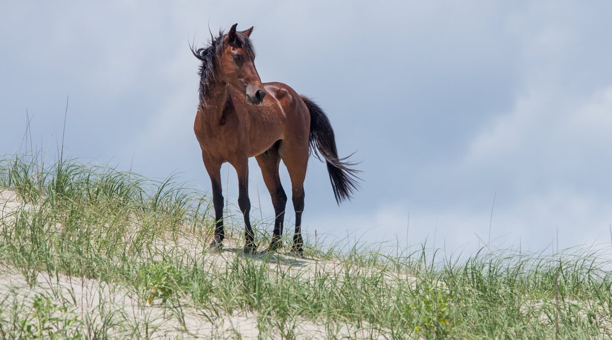 wild horse in Outer Banks