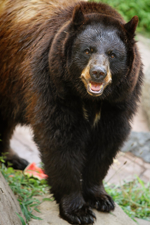 Mimi the black bear lives at the Museum of Life and Science