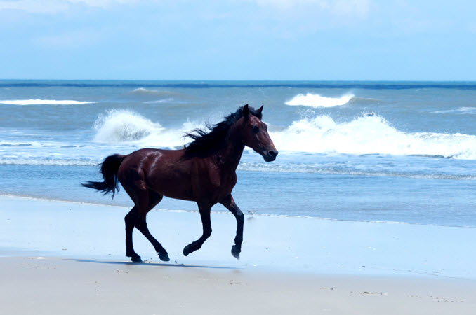 Outer Banks wild horse runs in the surf
