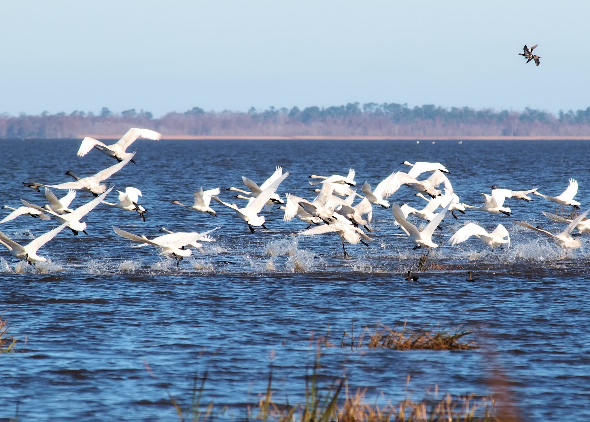 Tundra Swan (Cygnus columbianus)