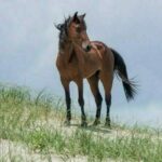 How To See The Wild Horses Of The Outer Banks