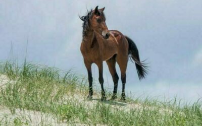 How To See The Wild Horses Of The Outer Banks