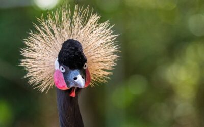 Save On Animal Adventures