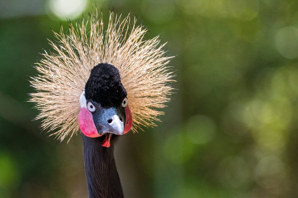 exotic bird poses for the camera at Sylvan Heights Bird Park