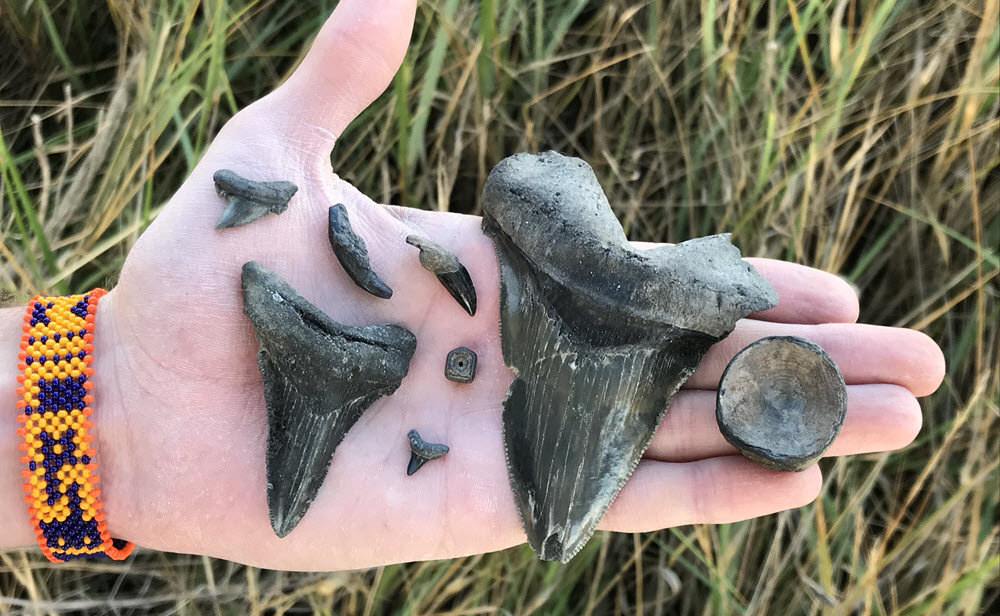 Handful of megalodon shark tooth and fossils