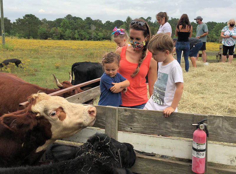 Children and mother meet livestock at the pumpkin patch