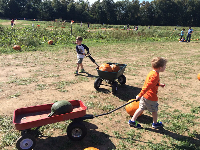 boys load pumpkins into wagons at hodge's farm near Charlotte