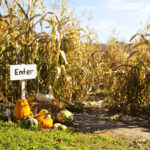 Carolina Corn Maze Craze! Visit These 2023 Corn Mazes