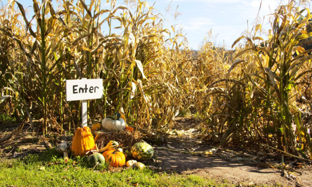 Wander Through These 2024 SC And NC Corn Mazes