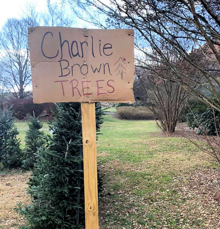 Sign directing people to Charlie Brown trees at Boyd Mountain Christmas Tree Farm