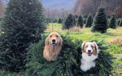 Check Out 4 Of The Best Christmas Tree Farms In North Carolina