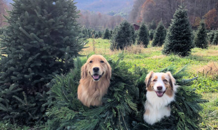 Check Out 4 Of The Best Christmas Tree Farms In North Carolina