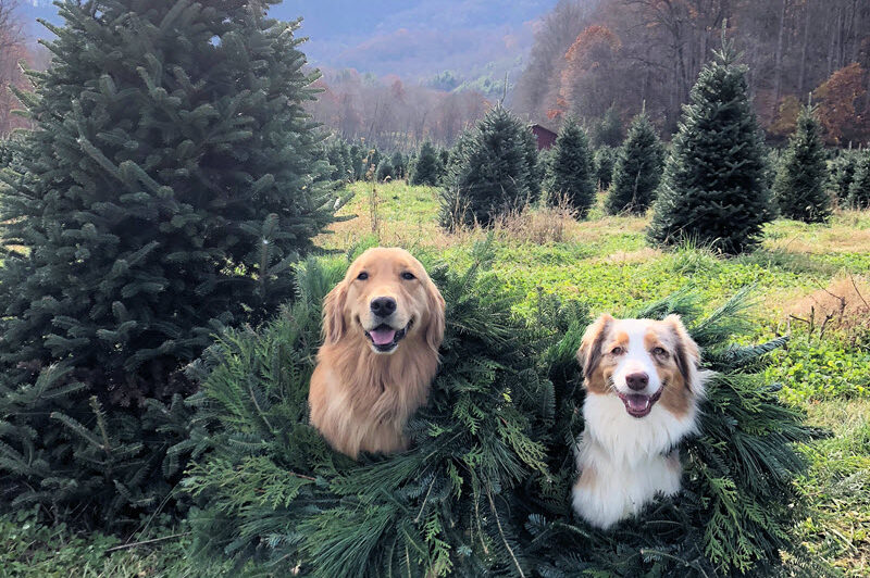 Dogs wearing Christmas wreaths at Mehaffey Tree Farm Waynesville NC -- one of many fun holiday activities in NC