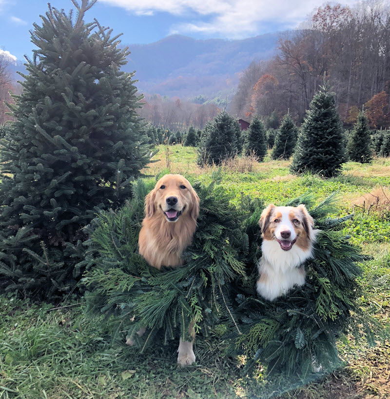 Dogs wearing Christmas wreaths at Mehaffey Tree Farm Waynesville NC