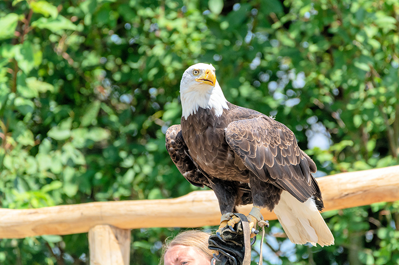 bald eagle perch at raptors centers