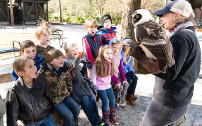 It’s For The Birds! Raptors Centers In The Carolinas