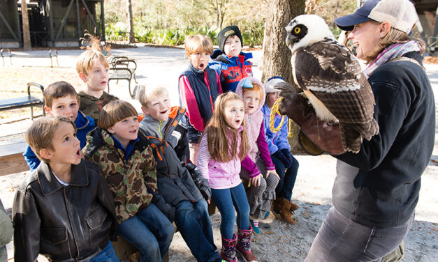 It’s for the Birds! Raptors Centers in the Carolinas