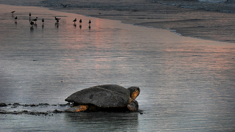 a loggerhead turtle crawls across the beach