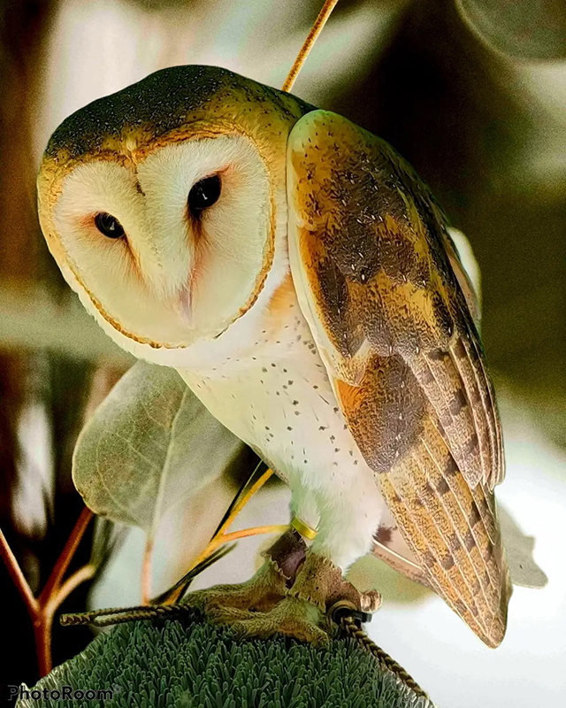Meet Karma - an owl at the Skywatch Bird Rescue